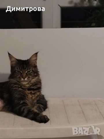 Мейн Кун, чистокръвни котета , снимка 11 - Мейн кун - 53787264