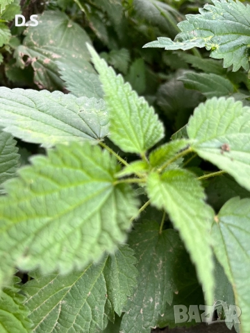 продавам  био коприва , снимка 3 - Домашни продукти - 50447738