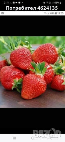 Продавам разсад ягоди 