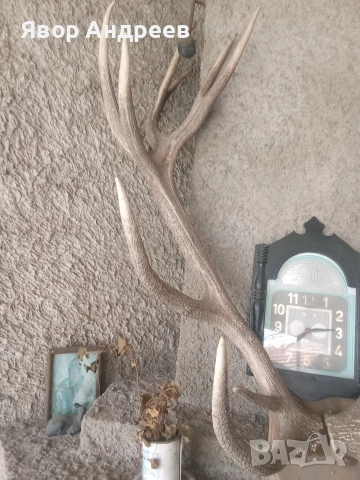 еленови рога, снимка 2 - Антикварни и старинни предмети - 52859167