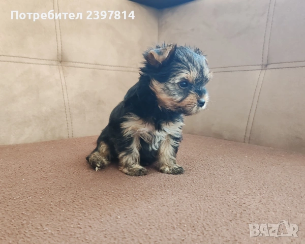 Йоркширски териер - женско , снимка 11 - Йоркширски териер - 53610267