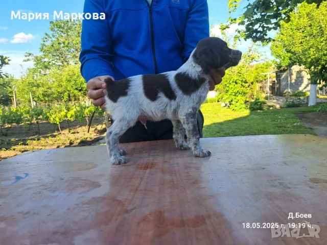 Бретон шпаньол , снимка 1