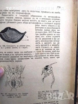Зоология: Анатомия и систематика на безгръбначните животни, снимка 4 - Антикварни и старинни предмети - 56138172