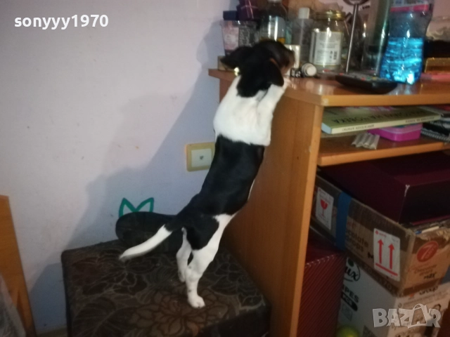 ДЖАК РЪСЕЛ-ЖЕНСКО НА 2 МЕСЕЦА 3110251531, снимка 4 - Джак ръсел териер - 52247345