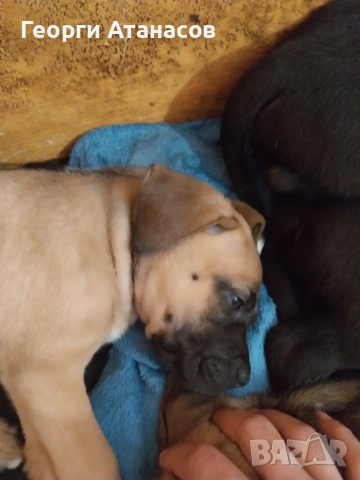 Кане-корсо куче, снимка 2 - Кане корсо - 53681233