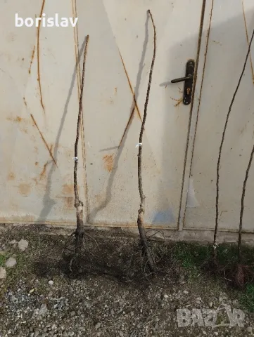 Орехи сортове Чандлър, Шейново и Извор 10, снимка 7 - Разсади - 42417976