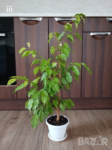 Бенджамин в бяла саксия - стайно растениe