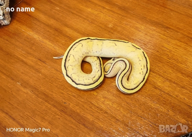 Продавам Кралски питон (Python regius) , снимка 3 - Змии - 53446933