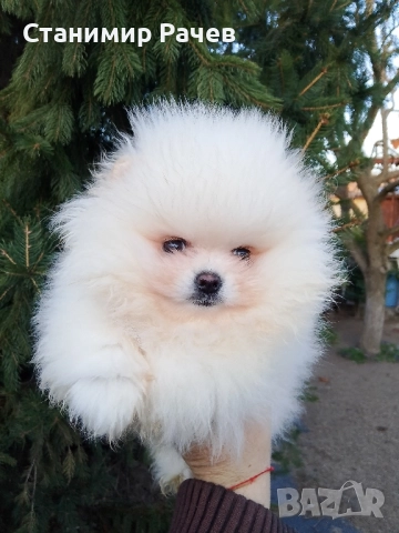 померан померани , снимка 6 - Померан - 52978097