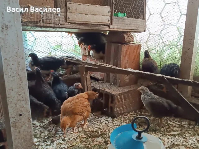 Продавам пилета , снимка 2 - Кокошки и пуйки - 49970642