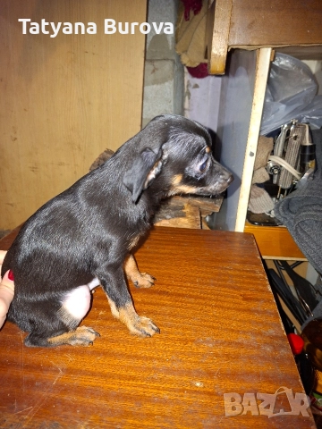 Продавам кучета от порода Пинчер, снимка 5 - Пинчер - 52858879