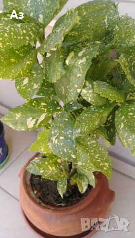 Продавам храсти Аукуба – за балкона и градината, снимка 1