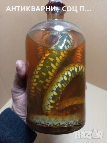 Стари Образователни Препарирани Змий В Стъклено Шише. , снимка 6 - Антикварни и старинни предмети - 52930650