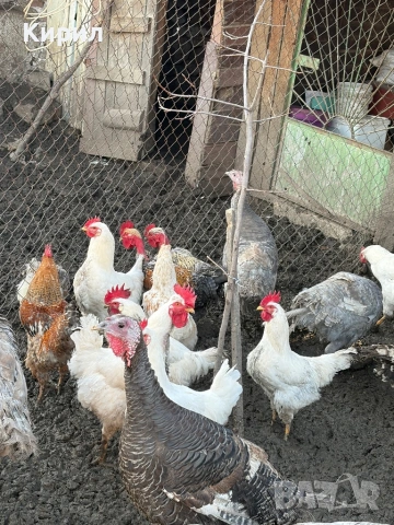 Пуйки и петли , снимка 4 - Кокошки и пуйки - 53321797