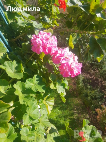 Мушкато,много богати,големи сандъчета с над 10 корена,последни бройки., снимка 15 - Стайни растения - 52235443