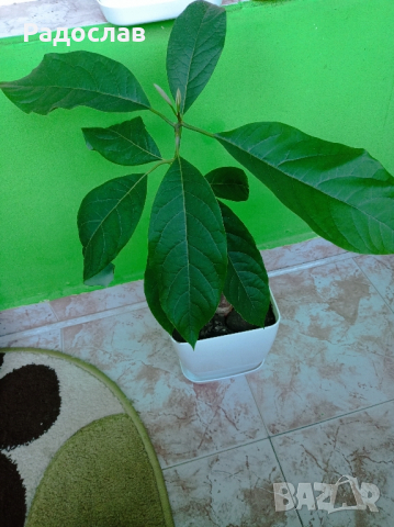 Авокадо дърво, снимка 2 - Стайни растения - 44825913
