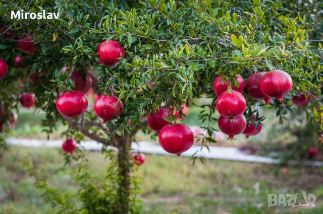 НАР - Punica Granatum , снимка 11 - Градински цветя и растения - 37093566