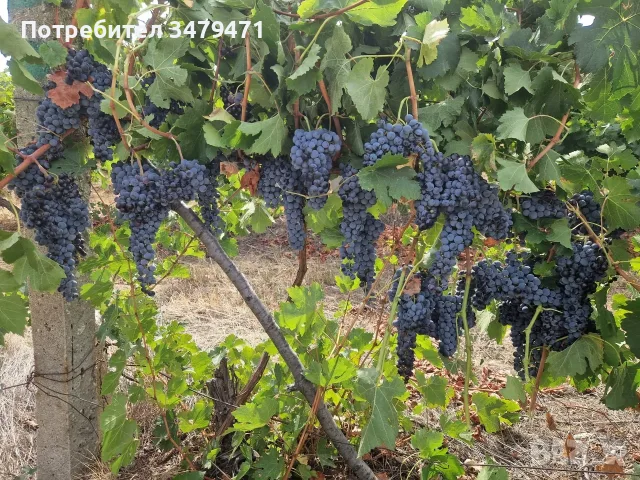 Продавам грозде, снимка 2 - Домашни продукти - 56056438