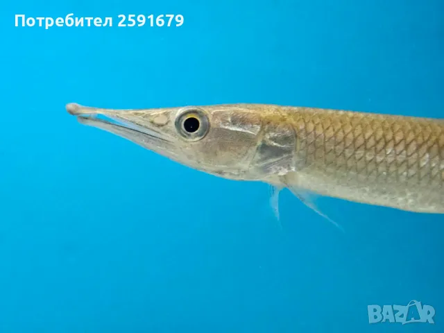 Декоративни и хищни екзотични риби