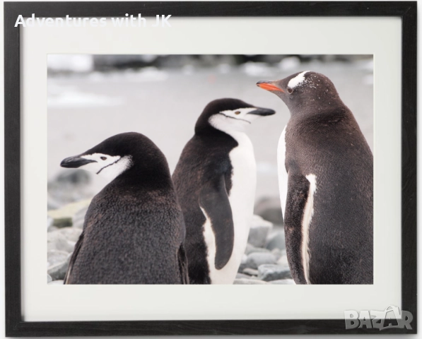 Авторски фотопринт "Пингвините на Антарктика" с черна рамка от MDF с паспарту с размер 40х50 см