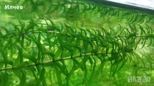 Анцистроси, аквариуми разтения, мъхове, снимка 4 - Рибки - 52969980