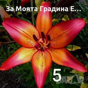 Лилиум луковици , снимка 5 - Сортови семена и луковици - 49765615
