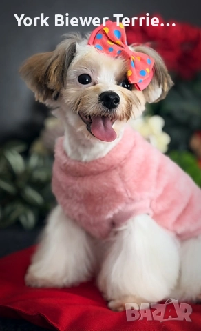 Йорк, игрива и контактна принцеса за семейство с деца! Доставка 