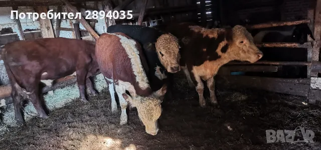 свободни 4 мъжки , снимка 2 - Крави - 56277621