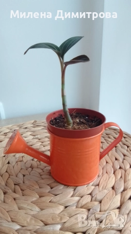 Лудизия Скъпоценна орхидея - Ludisia Discolor, снимка 11 - Стайни растения - 51258525