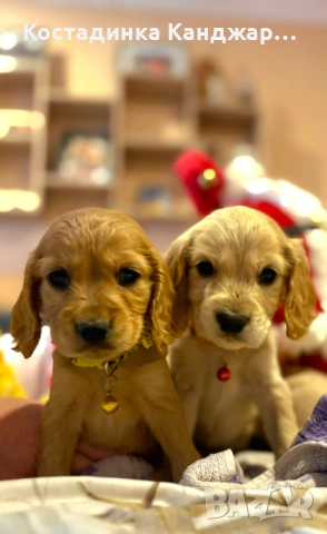 Чистокръвни Кокер Шпаньол кученца