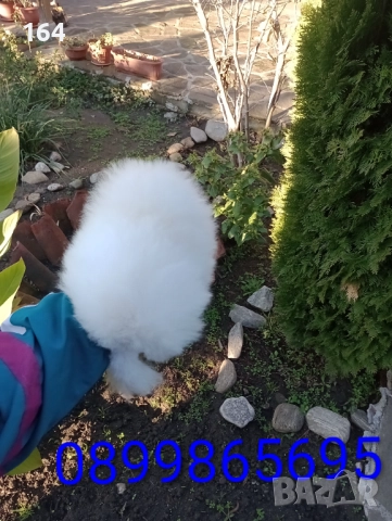 Бял мъжки Померан. Клип и Реални снимки от 12.12.25 год. 