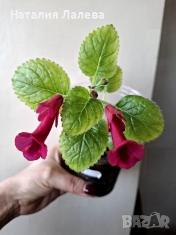 Синингия, sinningia Gabriel's horn