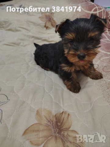 Йоркширски териер