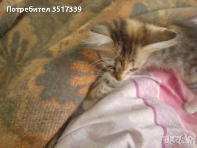 подарявам малки котенца, снимка 5 - Други - 55280636