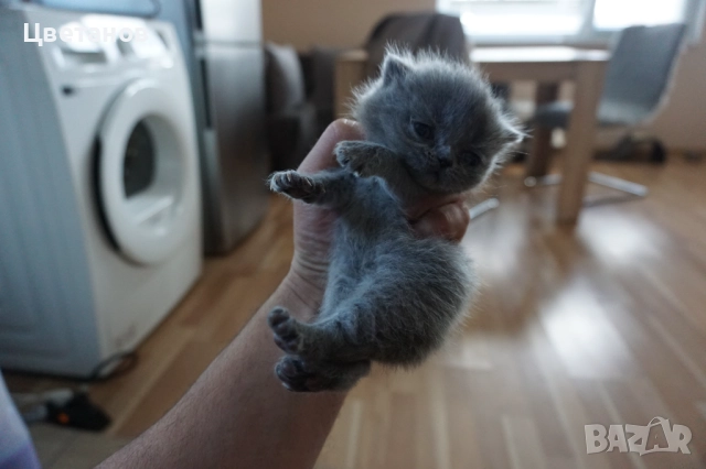 Британска късокосместа, снимка 2 - Британска късокосместа - 52973038