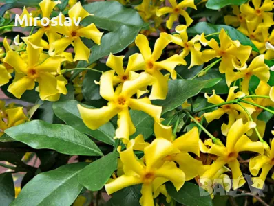 Жасмин 3-цвята (Вечнозелен), снимка 7 - Градински цветя и растения - 49673745