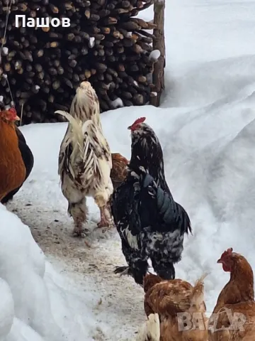 Продавам петли , снимка 6 - Кокошки и пуйки - 47821895