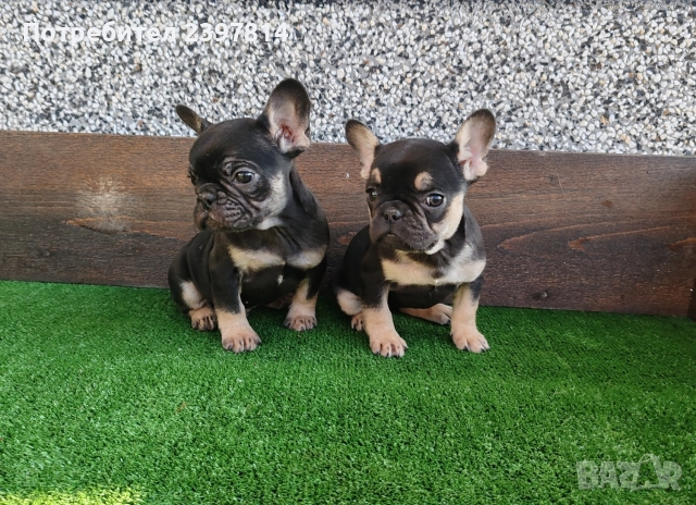 Френски булдог , снимка 7 - Френски булдог - 52372599