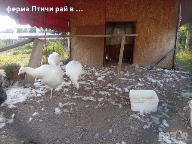 тройка бели пауни 3г, снимка 3 - други­ - 51962085