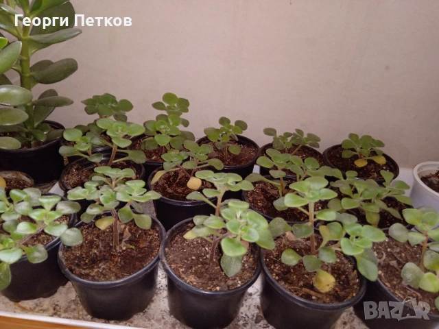 Дървото на Парите (Айхризон), с височина около 10-15 см., снимка 4 - Стайни растения - 53822667