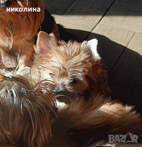 Продавам Йоркширски териер-златен, снимка 7 - Йоркширски териер - 53179258
