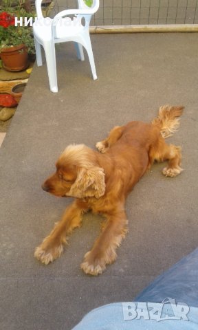 Мъжки кокер шпаньол за разплод, снимка 3 - Кокер шпаньол - 33937114