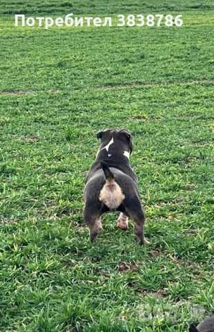 American bully, снимка 2 - Други - 53718371