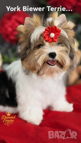 Йорки, страхотна кукличка мини с родословие! Доставка!