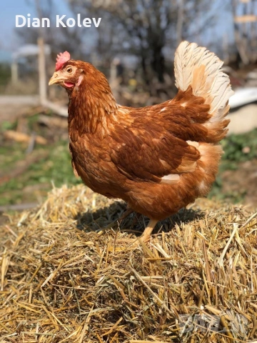 Кокошки - Носачки