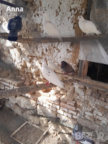 продавам пощенски гълаби , снимка 3 - Гълъби - 53680120