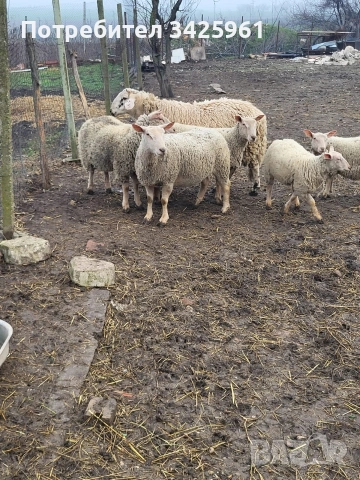 продавам шилета,овце, снимка 4 - Овце - 53081961