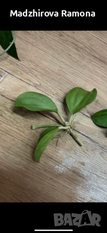 Hoya Pachyclada quintuprinervia , снимка 2 - Стайни растения - 52594939