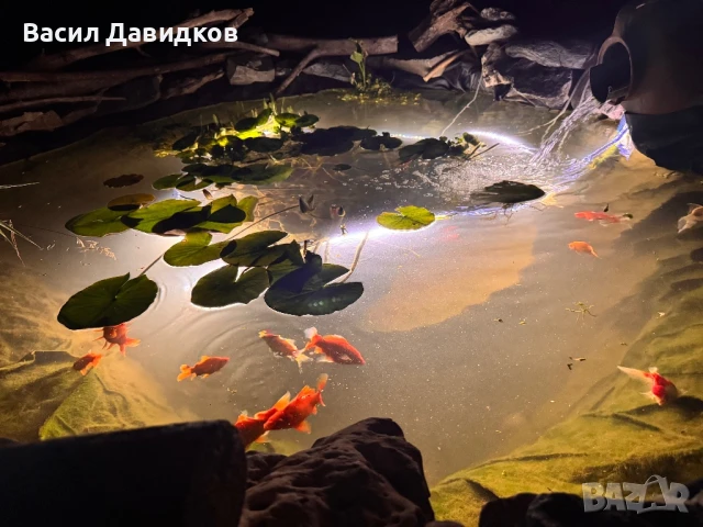 Растения за езеро ,лилии , предлагам и риби езерни , снимка 12 - Други - 50777184