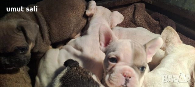 френски булдочета , снимка 6 - Френски булдог - 52974846